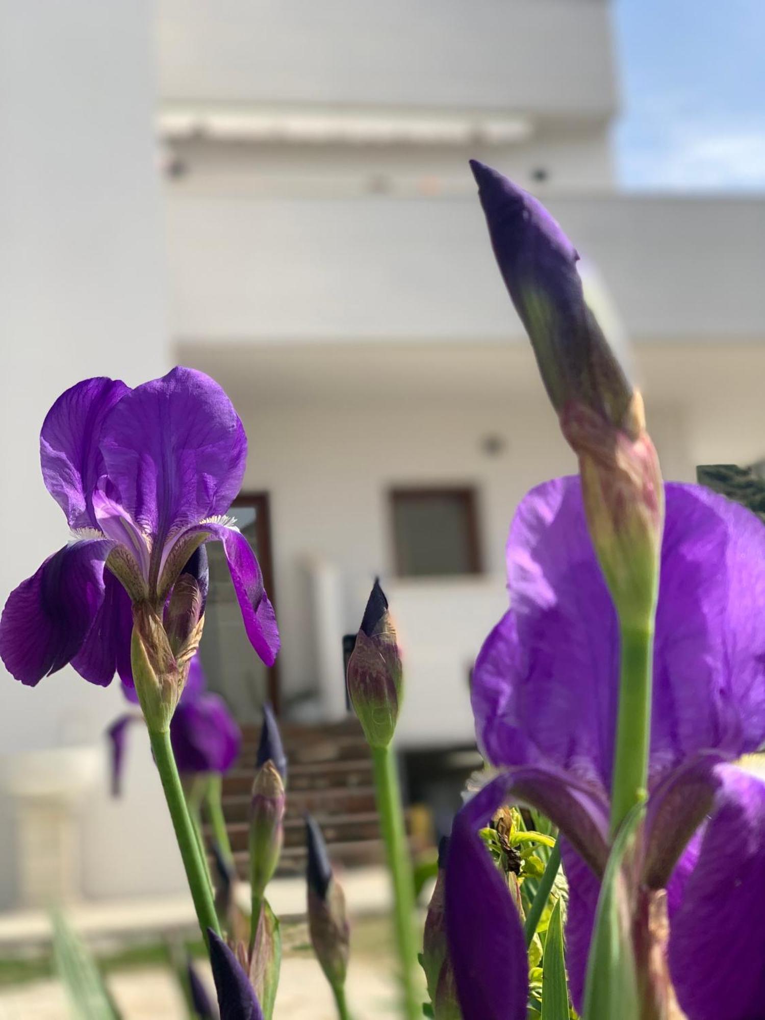 Villa Rreze Dielli Vlore Bagian luar foto